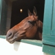 Morven Park International Equestrian Center