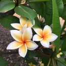 Koko Crater Botanical Garden - Botanical Gardens