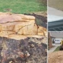 A  & M Tree Service & Stump Grinding