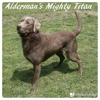 Alderman's Labradors gallery