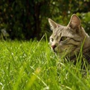 Holistic For Pets - Pet Services