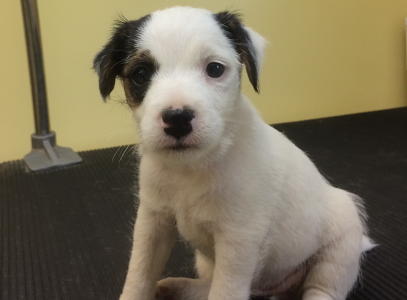 Huckle Hill Jack Russell Terriers - Bernardston, MA