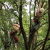 Woodlawn Tree Service gallery