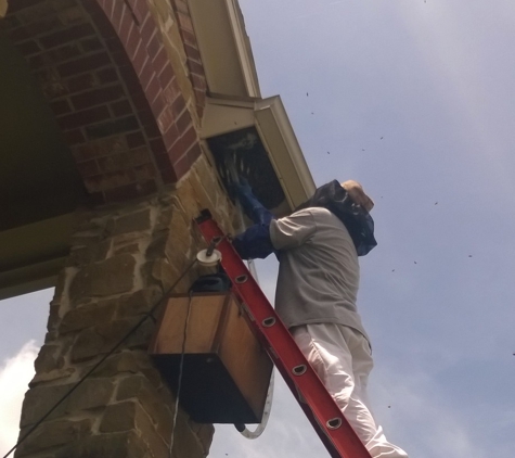 Delpa Bee Removal - Austin, TX