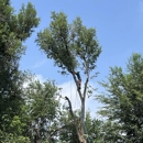 Monster Tree Service of Greater Boulder