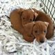 Just Puppies