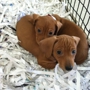 Just Puppies