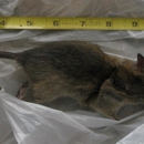 Critter Control