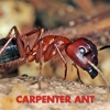 Truly Nolen Pest and Termite Control Grove City gallery