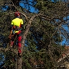 Bumblebee Tree Service & Landscape gallery