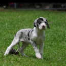 Gentle Giant Great Danes - Pet Stores