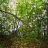 Ames Nowell State Park gallery