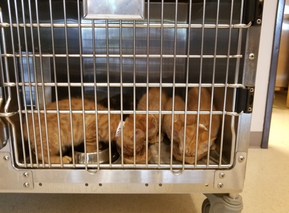 Cat Adoption Team - Sherwood, OR