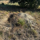 Cut It Out Land Management
