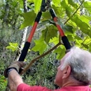 Dart Tree Service - Stump Removal & Grinding