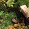 Sweetgreen gallery