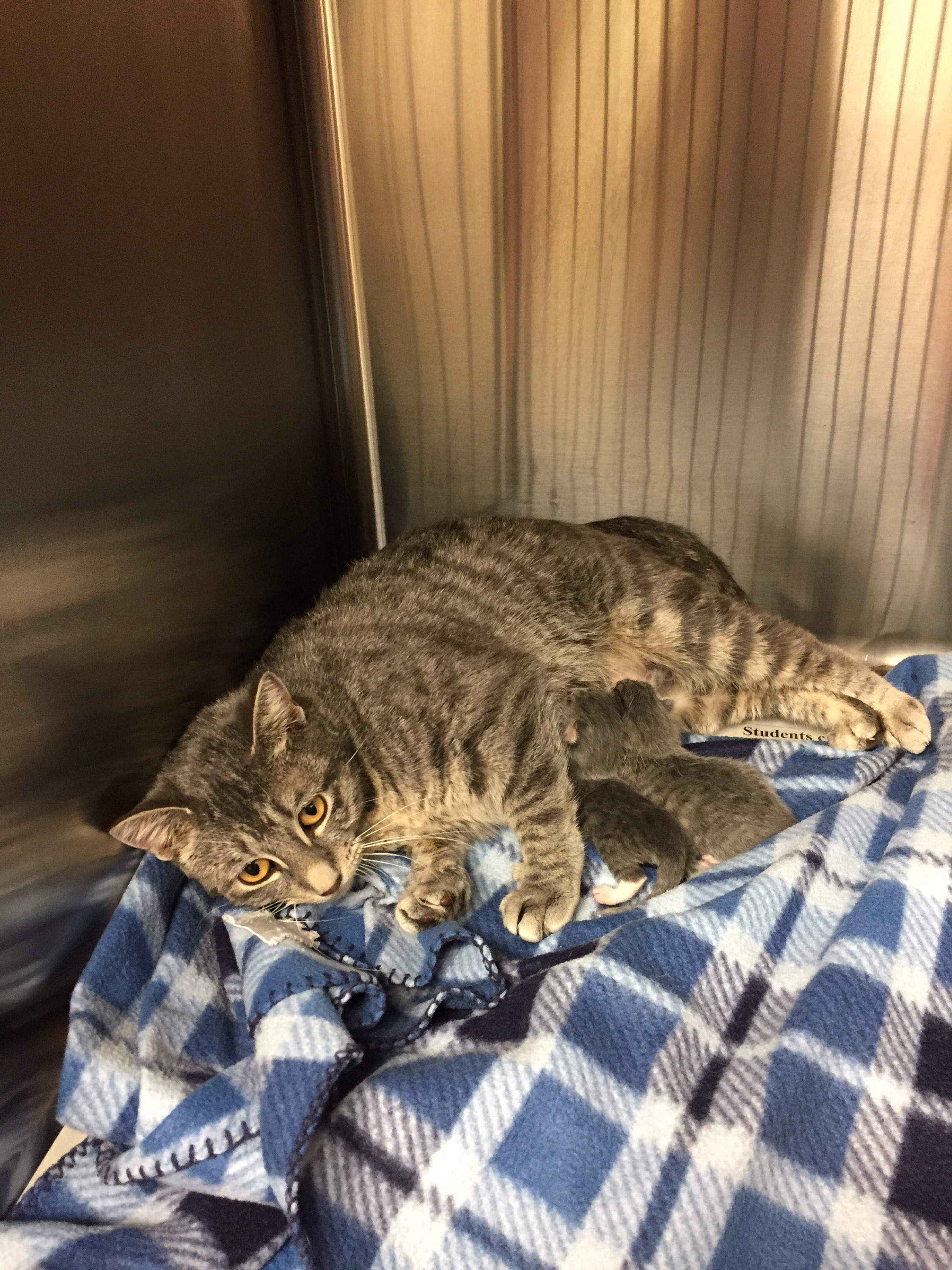 Corbin Animal Clinic Corbin, KY 40701