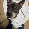 VCA Parkcrest Animal Hospital and Pet Lodge gallery