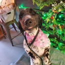Bark & Beyond