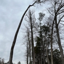 Branched Out Tree Service