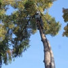 Tri-Cities Tree Service-Cabin Fever gallery