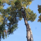 Tri-Cities Tree Service-Cabin Fever