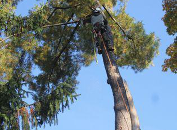 Tri-Cities Tree Service-Cabin Fever - Kingsport, TN