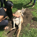 Fall City Wallaby Ranch - Ranches