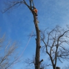 Kivisto West Tree Service LLC gallery