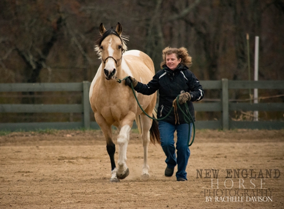 New England Horse Photography - Canterbury, CT