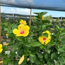 The Hidden Gem Nursery - Garden Centers