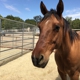 Lapeyre Ranch - A Premier Horse Boarding Facility