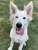 Man's Best Friend - Houston - Pet Services