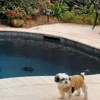 Southern Style Pool Service gallery