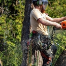 Evergreen Tree Trimming and Removal Service