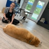 k-9 Bath Body & Boarding gallery