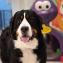 Rapawzel Dog Grooming & Daycare - Pet Services