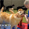 K9 Resorts Luxury Pet Hotel Troy gallery