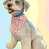 Cotton Candy Pup Salon gallery