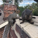 Critter Control Dallas Ft Worth
