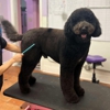 The Dog House Pet Salon - Galleria gallery