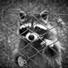 Strong Exterminating Co gallery