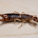 TruPest Solutions