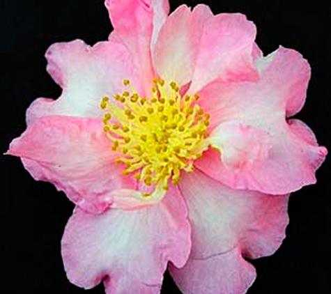 Camellia Grove Nursery - Glenorie, NSW