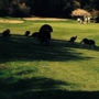 Franklin Canyon Golf Course