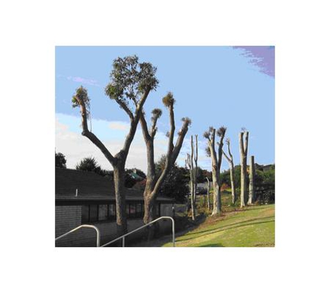 Bell's Tree Service - Wallamore, NSW