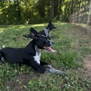 AweDogs Dog Training