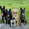 Dominant Dogs Training gallery