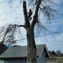 Tree Services of Omaha