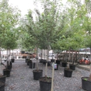 Nolt's Garden Center - Nurseries-Plants & Trees